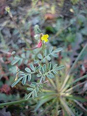 lotus strigosus